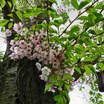 Blüten am Baum