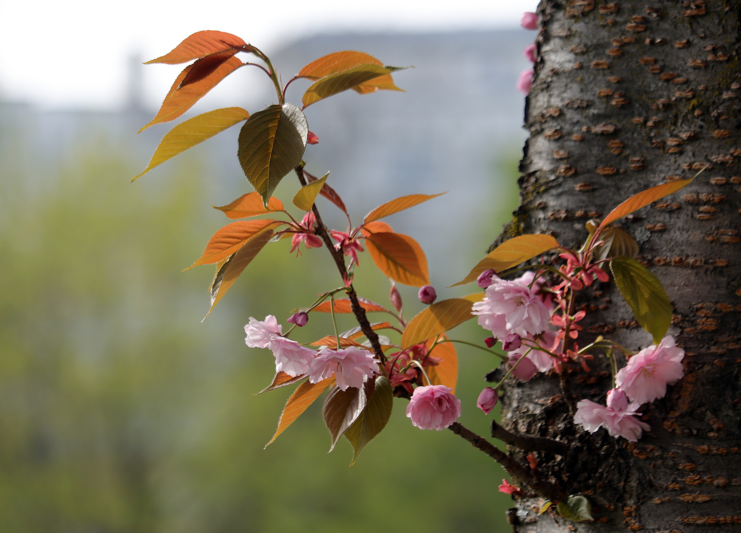 Blüten am Baum