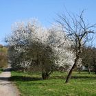 Blüten am Berg