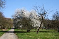 Blüten am Berg