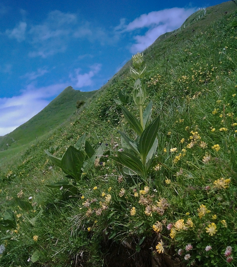 Blüten am Berghang