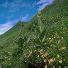 Blüten am Berghang