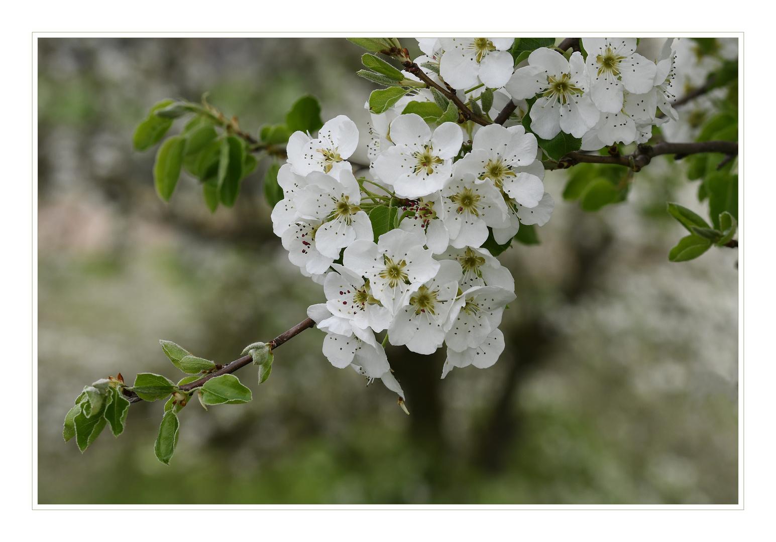 Blüten am Birnbaum.