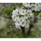 Blüten am Birnbaum.