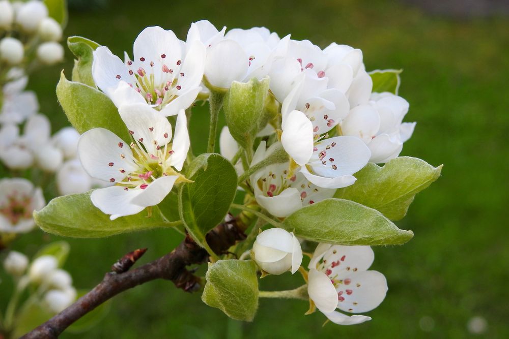 Blüten am Birnbaum