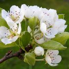 Blüten am Birnbaum