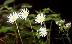 Blüten am Breitachufer