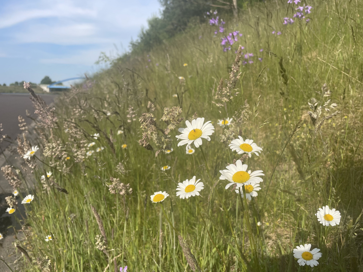 Blüten am Elberadweg