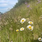 Blüten am Elberadweg