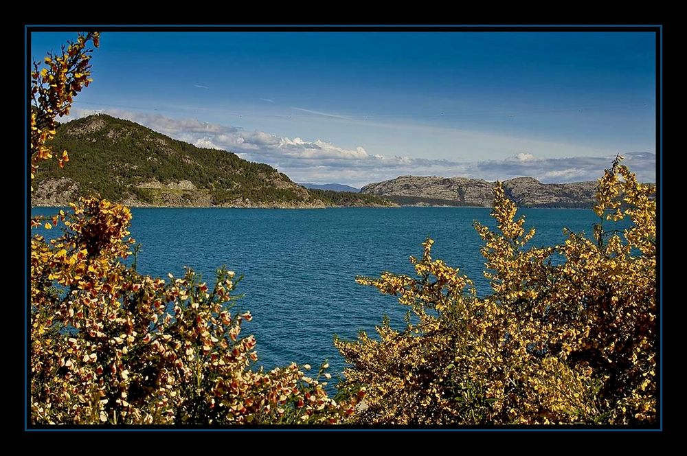 Blüten am Fjord