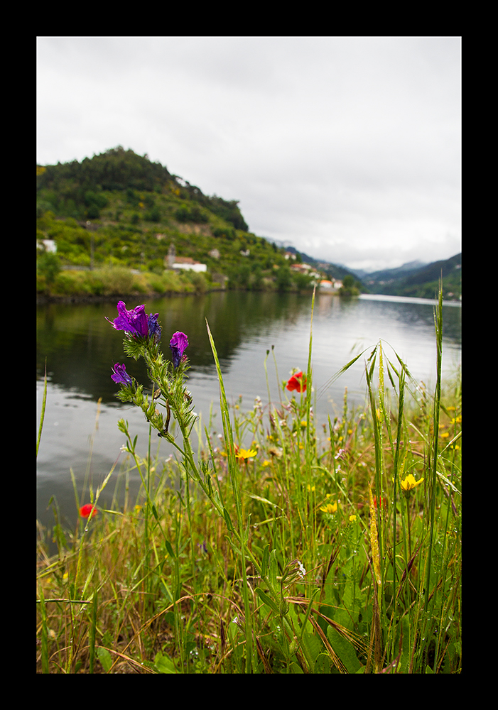 Blüten am Fluß