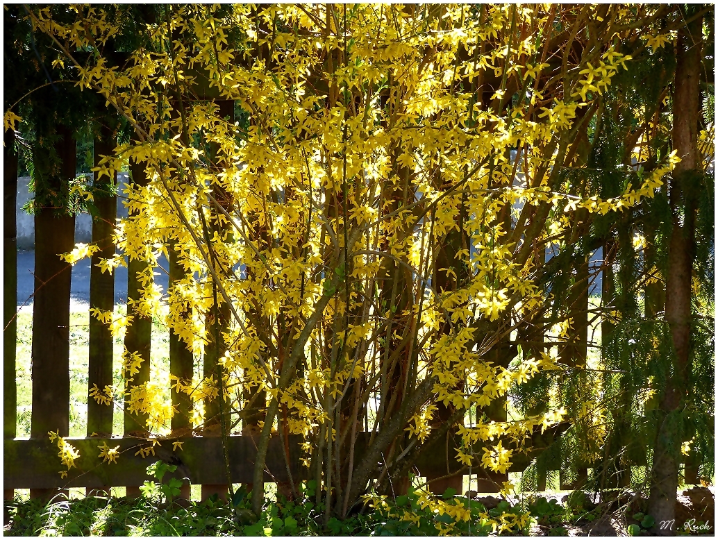 Blüten am Gartenzaun ,