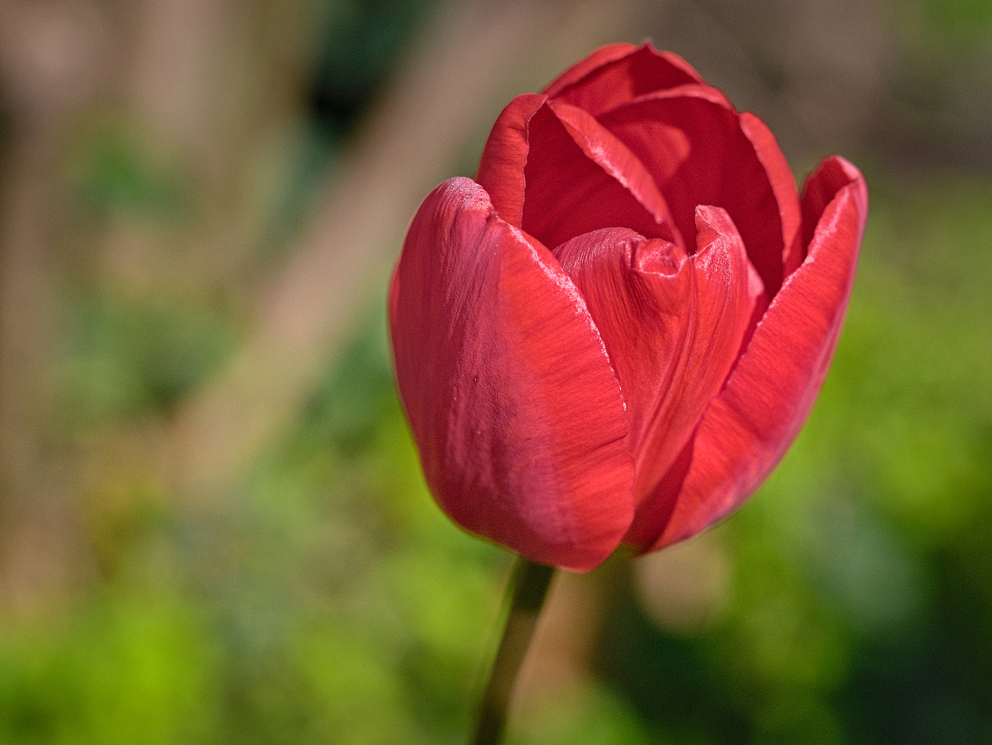 Blüten am grünen Donnerstag