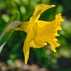 Blüten am grünen Donnerstag