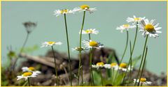 Blüten am Kopsstausee