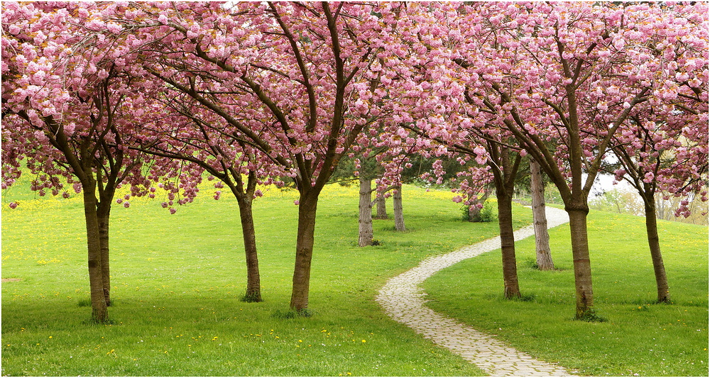 Blüten am Lebensweg