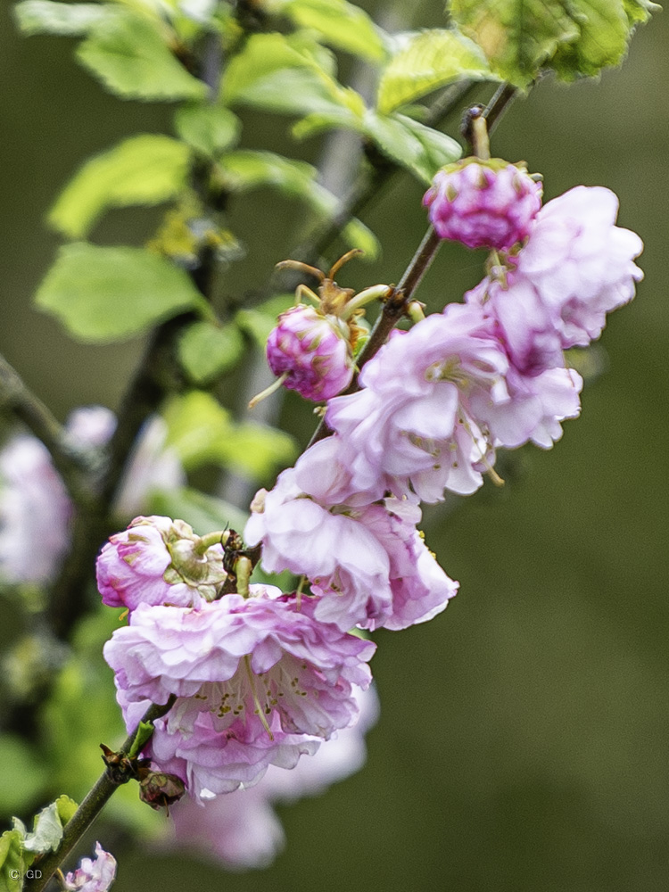 Blüten am Mandelbäumchen