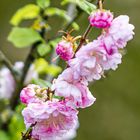 Blüten am Mandelbäumchen