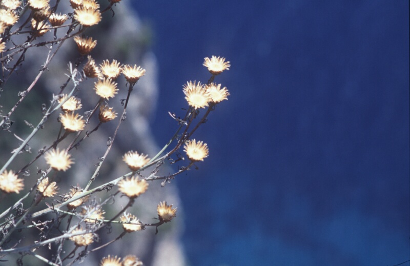 Blüten am Meer