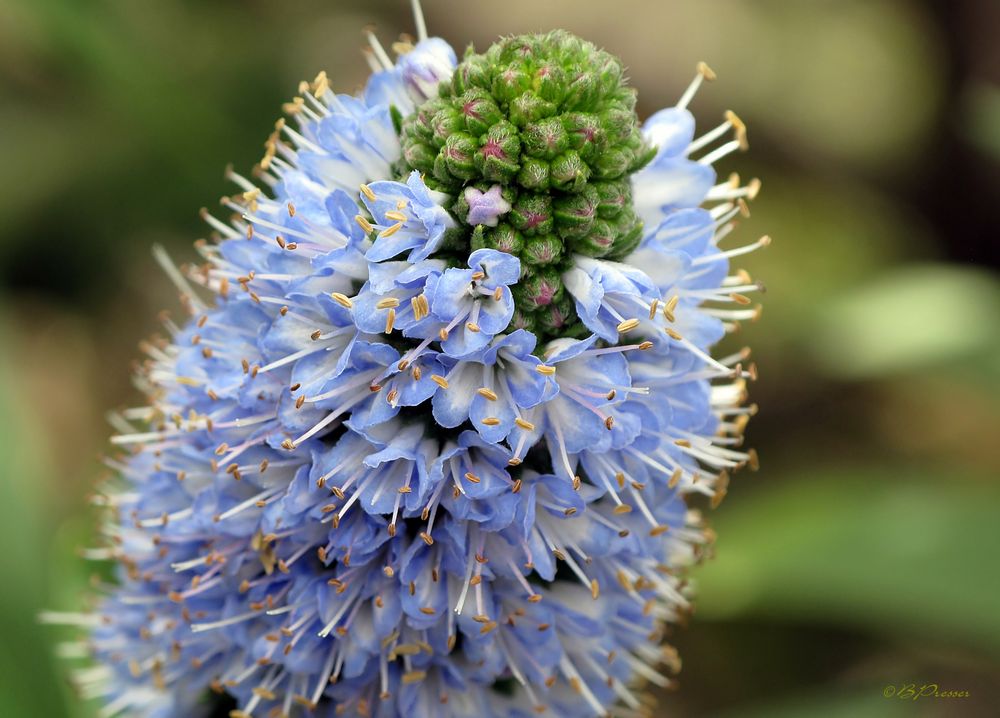 Blüten am Mittelmeer