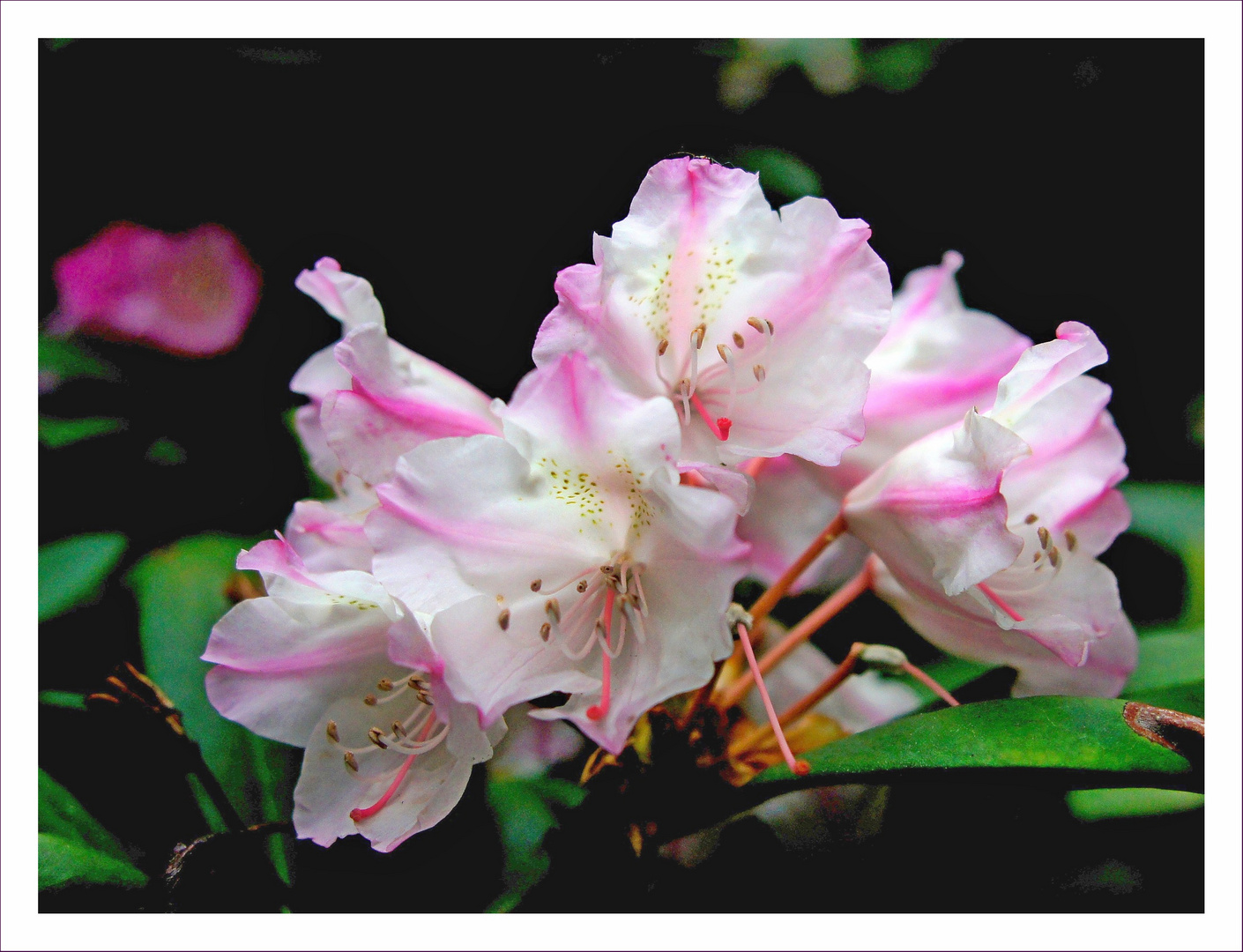 Blüten am Mittwoch