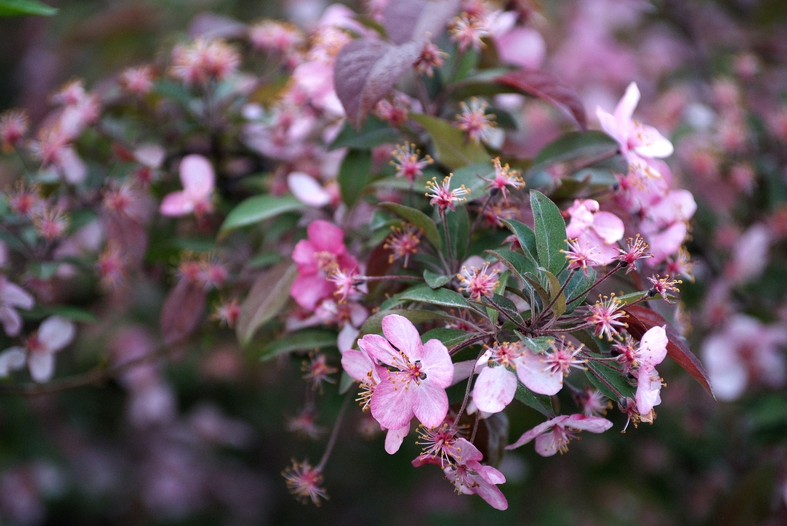 Blüten am Morgen