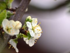 Blüten am Pflaumenbaum...