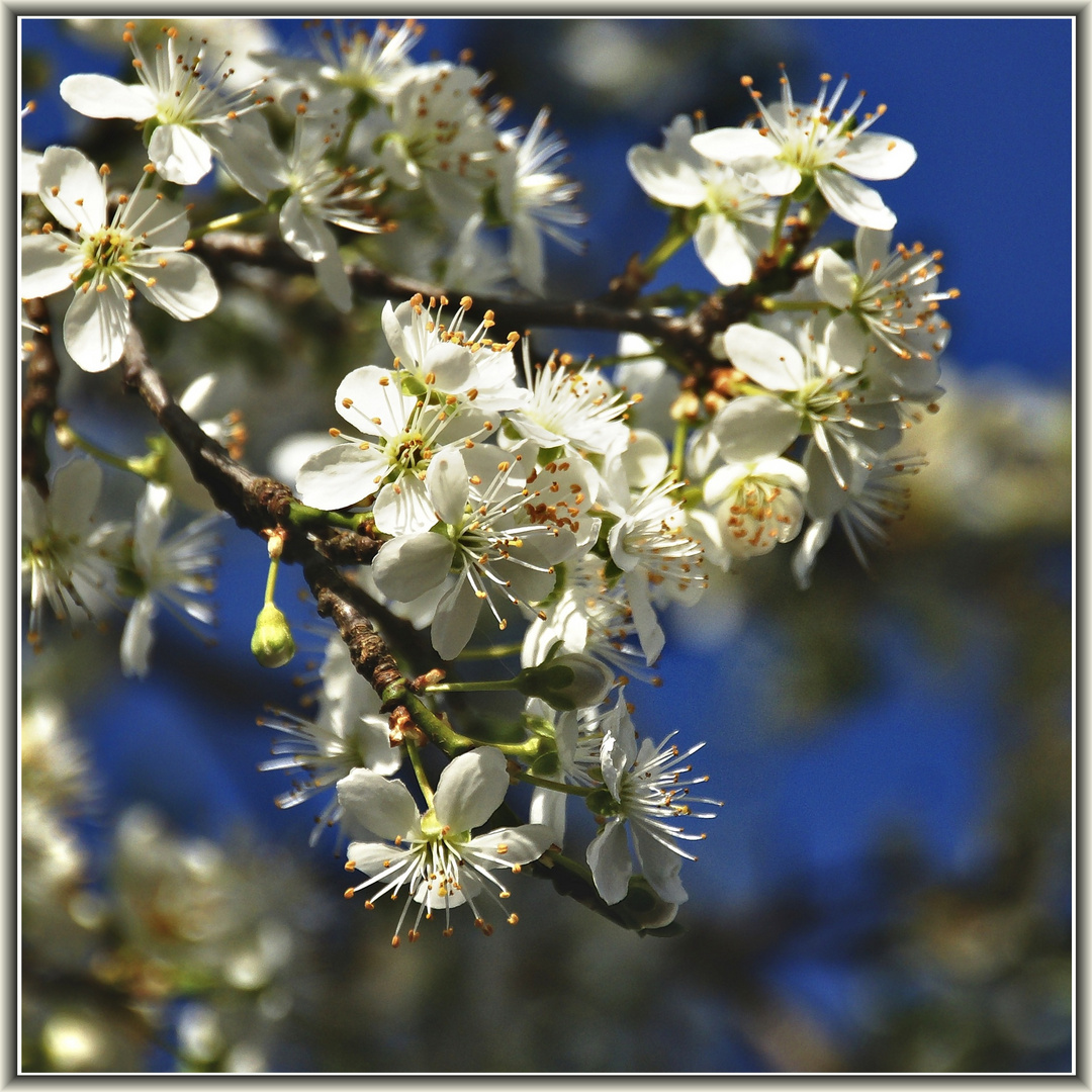 Blüten am Pflaumenbaum