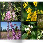 Blüten am Rand der Heide