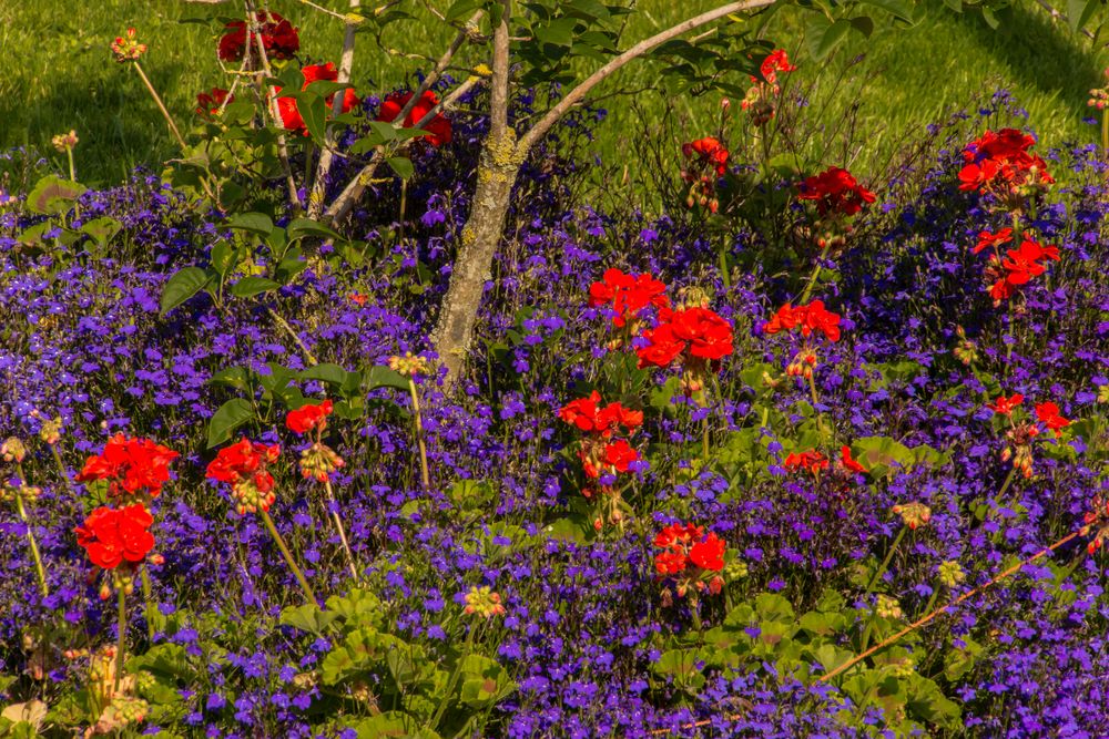 Blüten am Rande der Gracht - Giethoorn/Niederlande