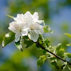 Blüten am Reinheimer Teich