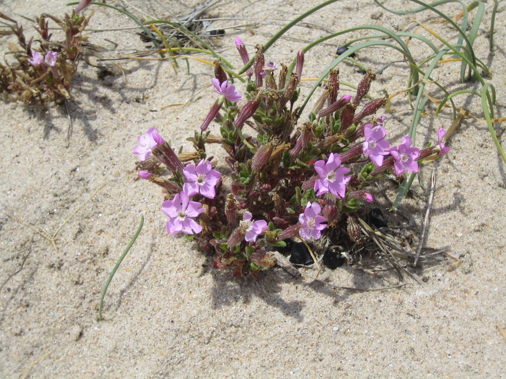 Blüten am Sandstrand in Portugal