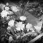 Blüten am Schwarz Weiß Freitag