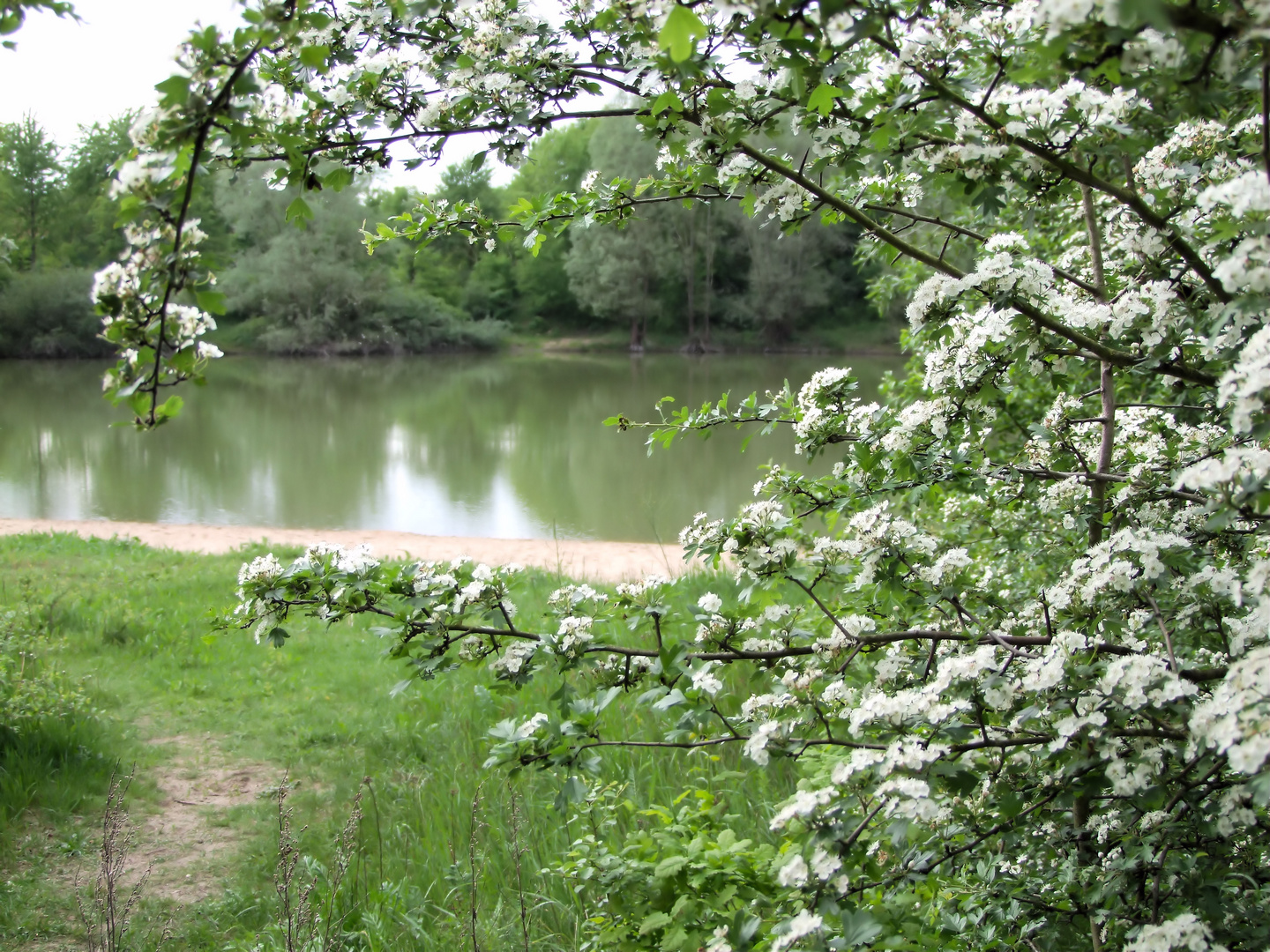 Blüten am See.