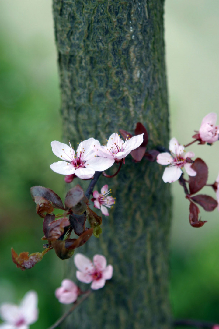 Blüten am Stamm