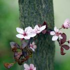 Blüten am Stamm