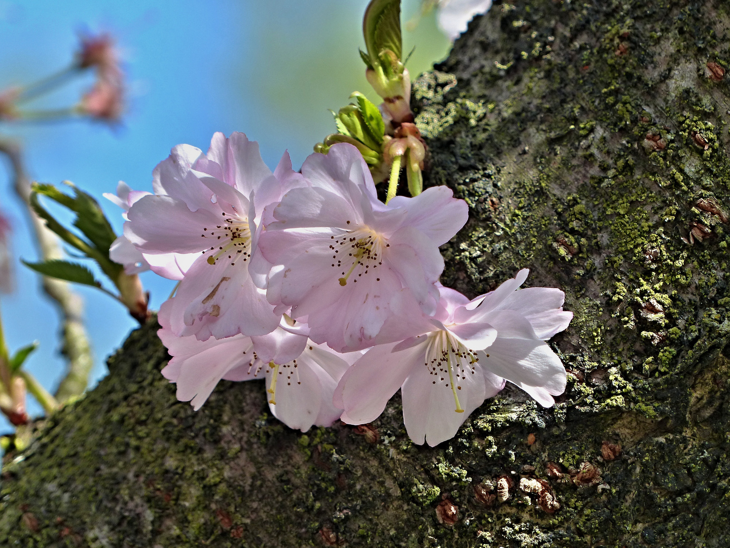 Blüten am Stamm