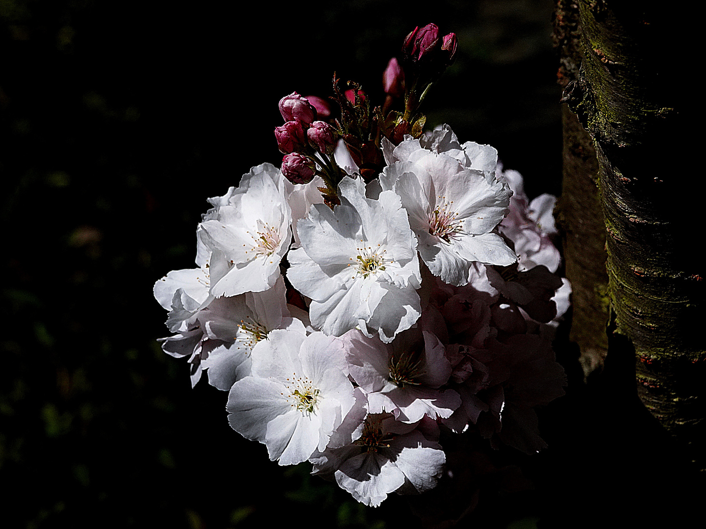 Blüten am Stamm