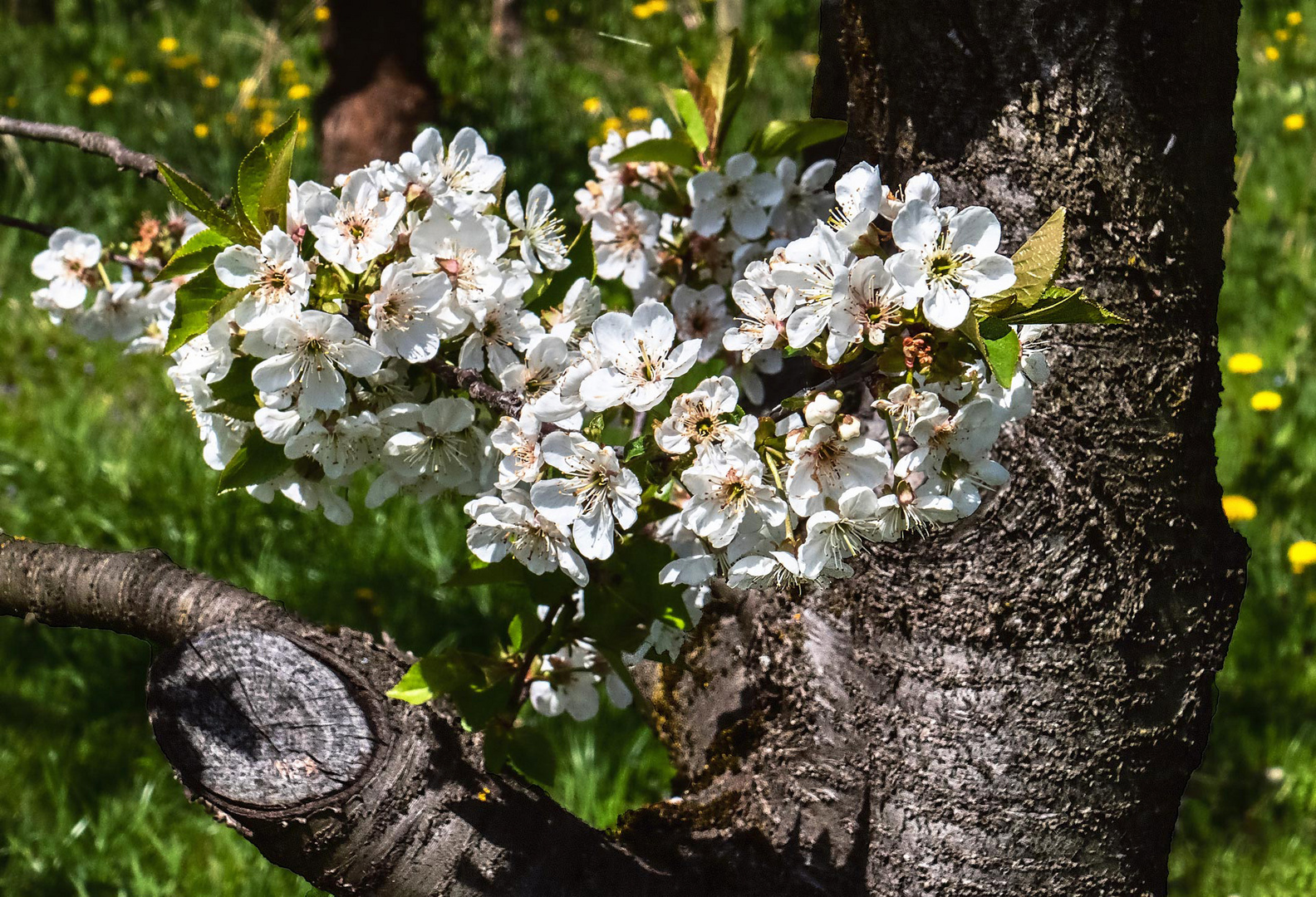 Blüten am Stamm eines alten Apfelbaums
