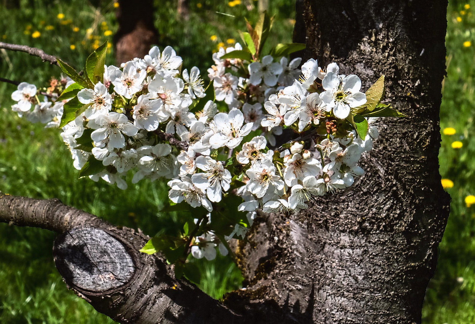 Blüten am Stamm eines alten Apfelbaums Foto & Bild pflanzen, pilze