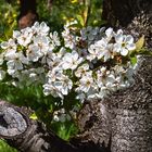 Blüten am Stamm eines alten Apfelbaums