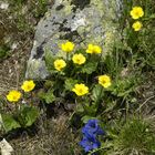 Blüten am Stein