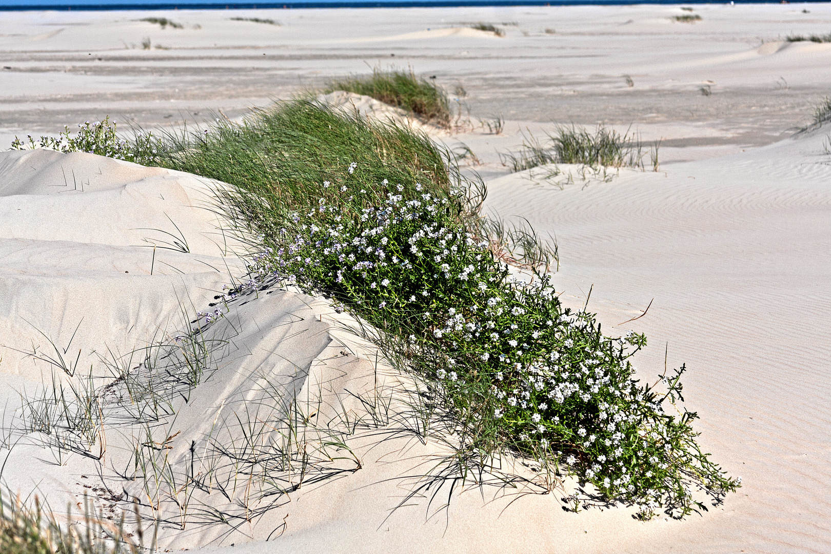 Blüten am Strand