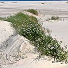 Blüten am Strand