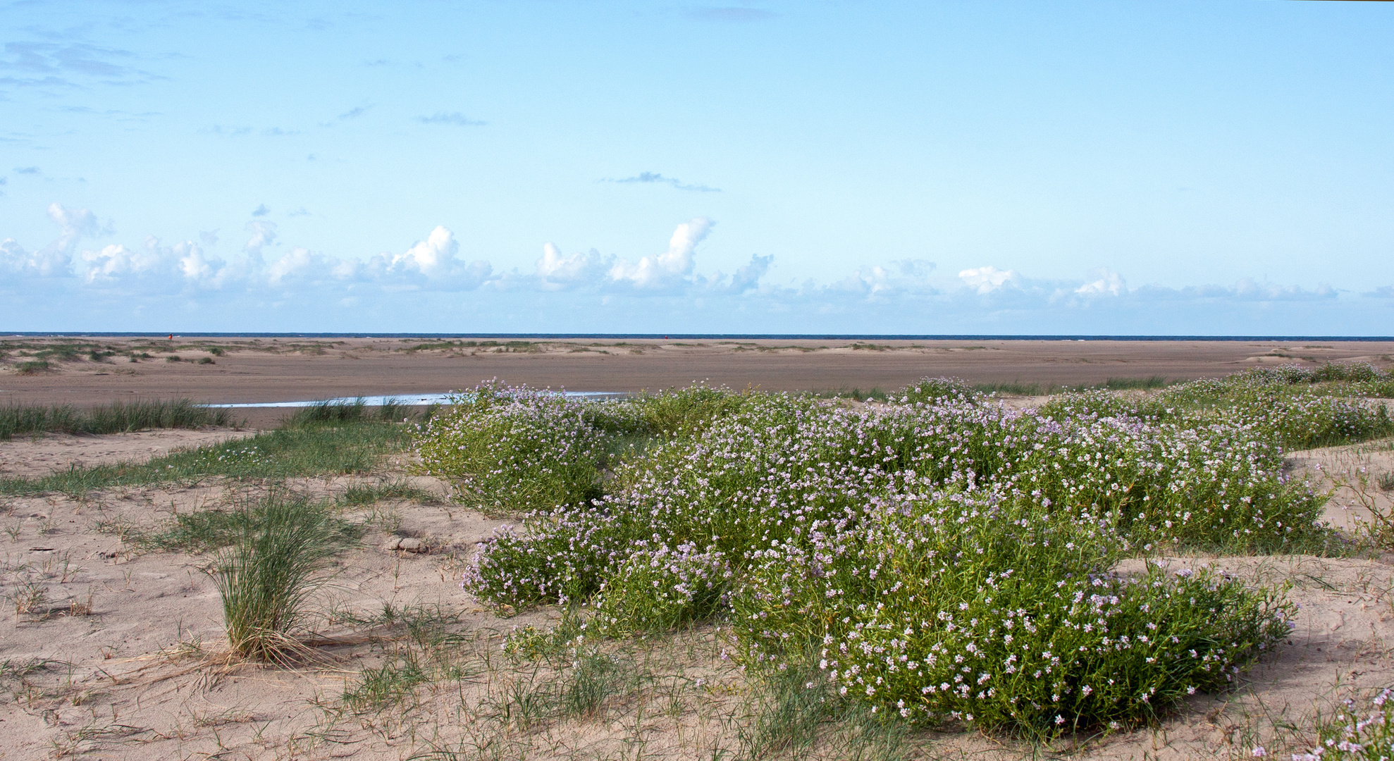 Blüten am Strand