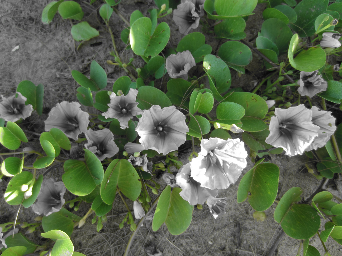 Blüten am Strand