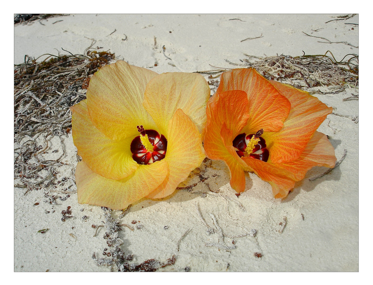 Blüten am Strand