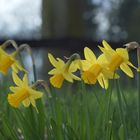 Blüten am Straßenrand