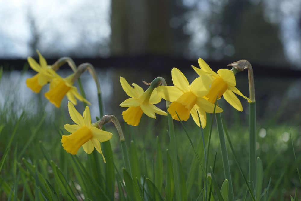 Blüten am Straßenrand