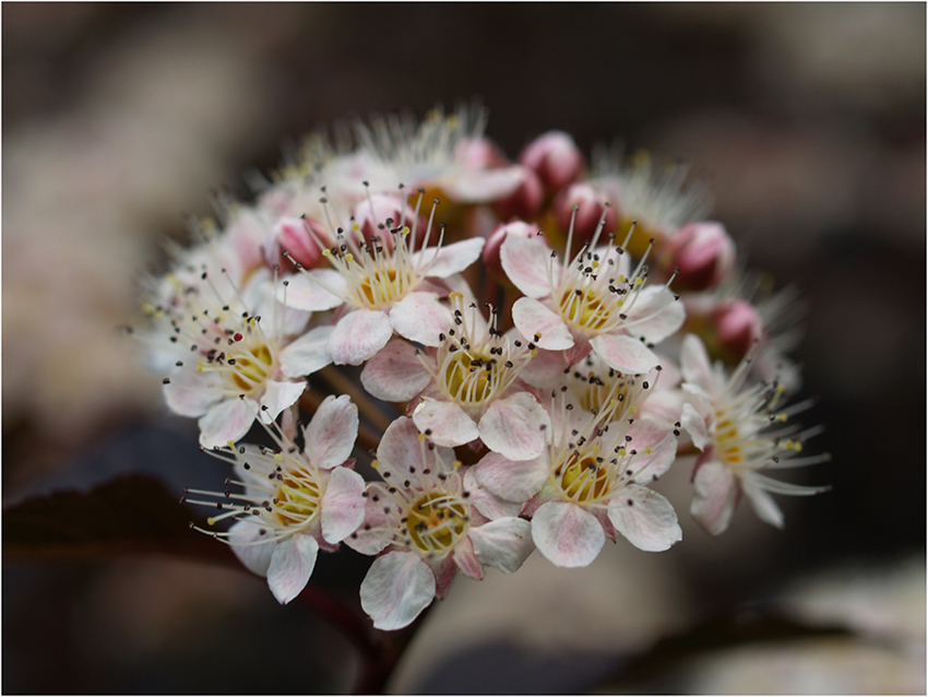 Blüten am Strauch